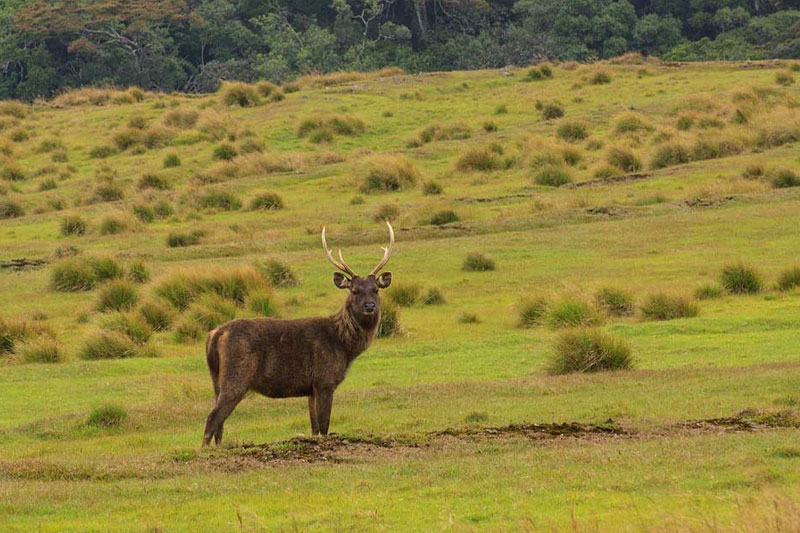 Horton Plains National Park