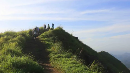 Single Tree Hills Hike