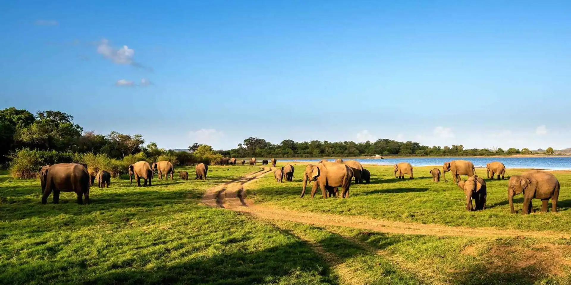 Minneriya National Park