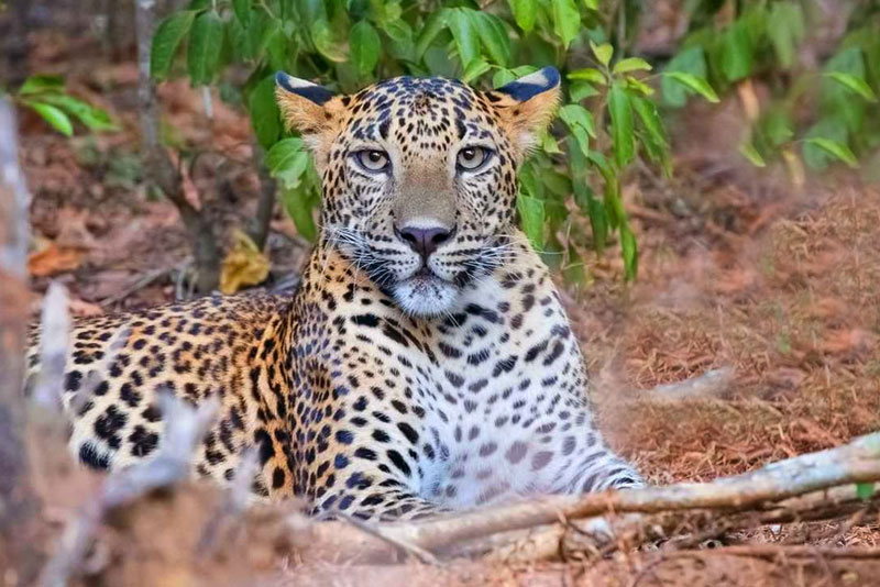 Wasgamuwa National Park