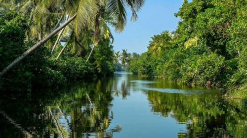 Muthurajawela Bird Watching Tour