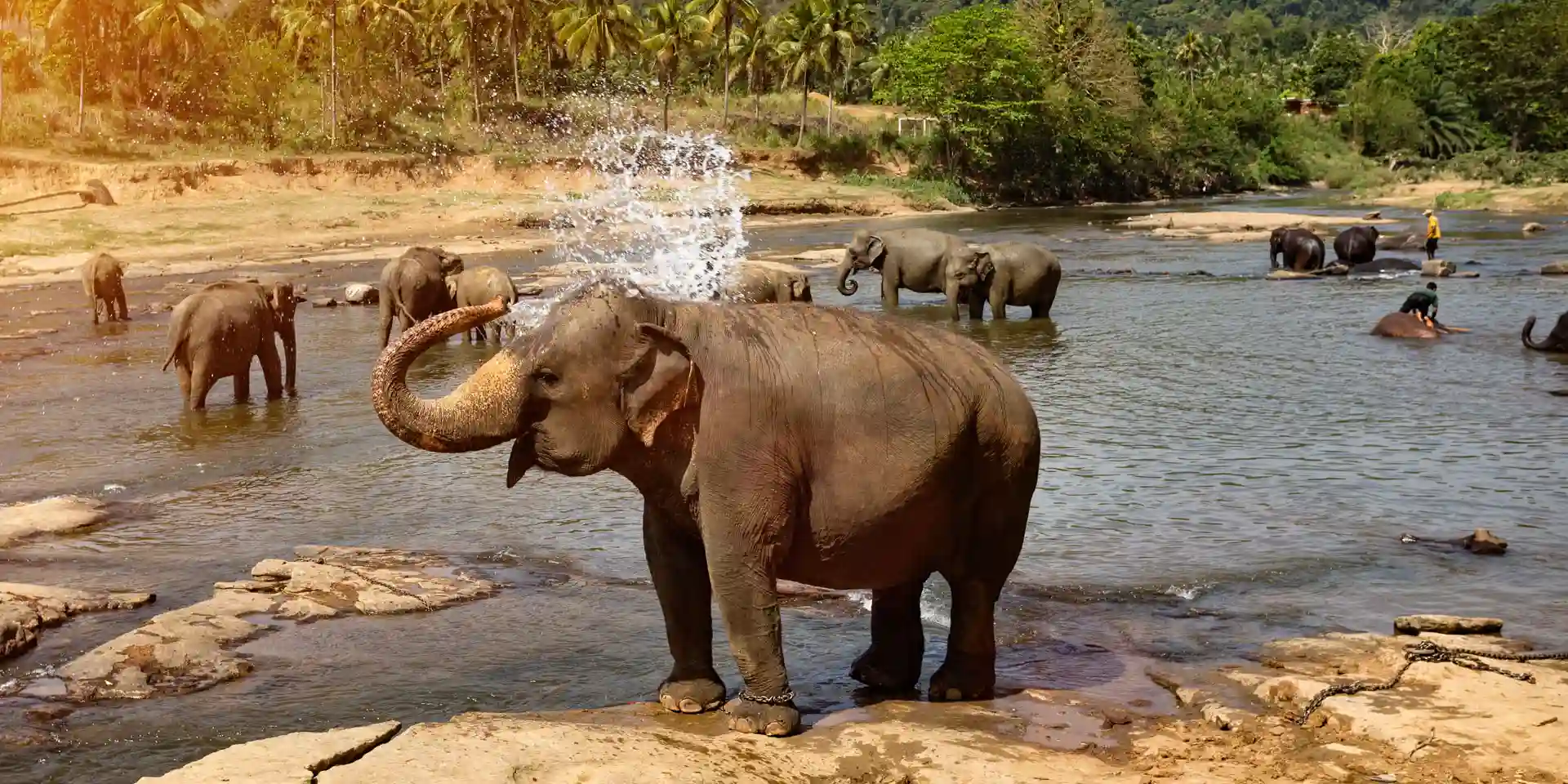 Pinnawala Elephant Orphanage