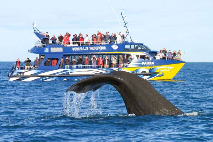 Mirissa Whale Watching