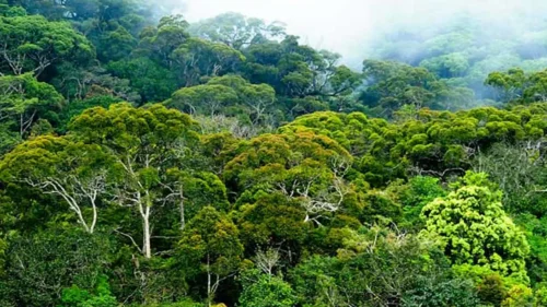 Sinharaja Rain Forest Day Tour